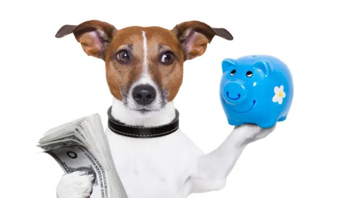 Understanding Pet Insurance: What Does It Really Cover?