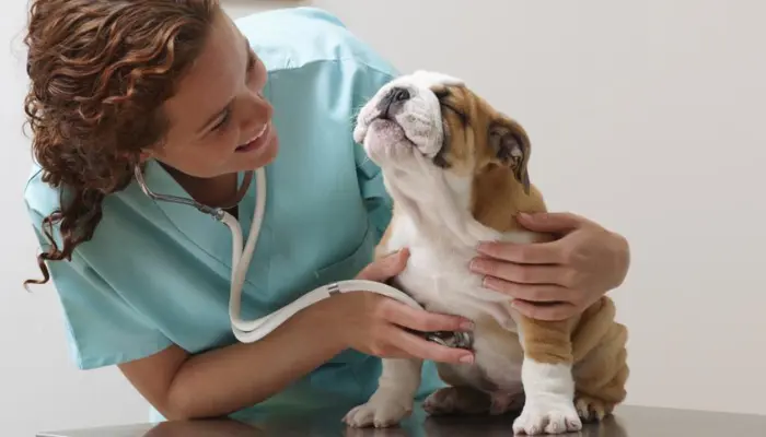 Top Benefits of Choosing Lemonade Pet Insurance for Your Pets