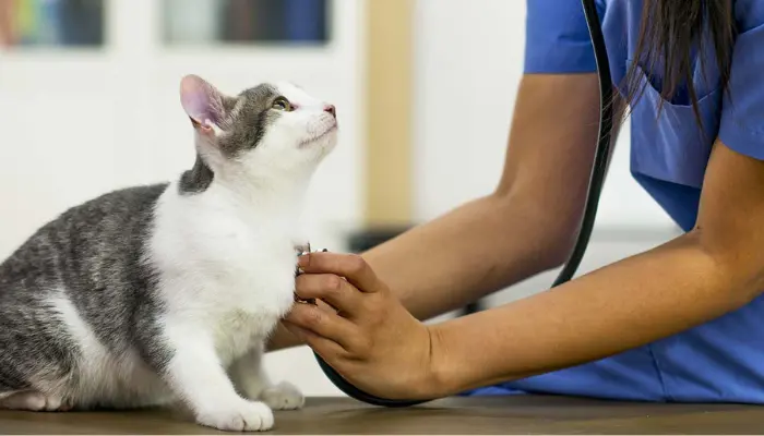 Nationwide Pet Insurance Plans: What’s Best for Your Pet’s Needs?