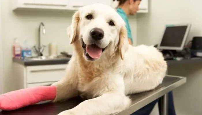 How Pet Insurance Healthy Paws Covers Hereditary Conditions