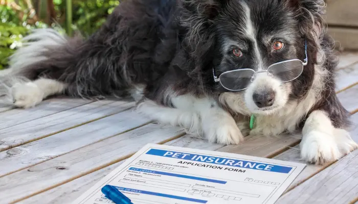 ASPCA Pet Health Insurance Benefits: Is It Worth It?