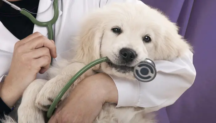 Is Pets Best Pet Insurance Right for Your Pet? An In-Depth Review