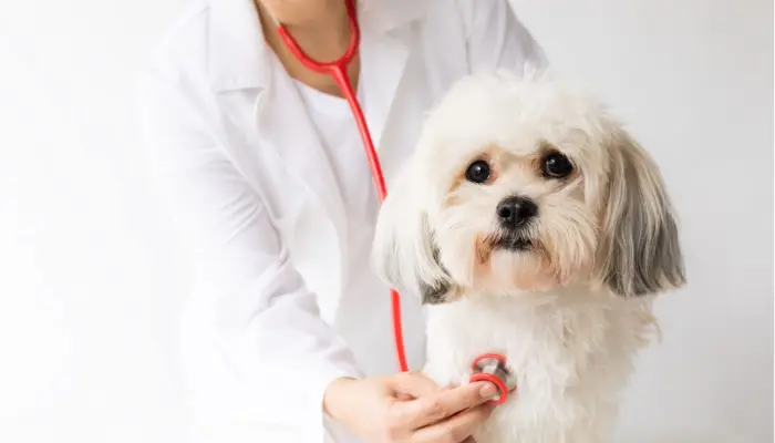 Top Reasons to Choose Spot Pet Insurance for Your Furry Friend