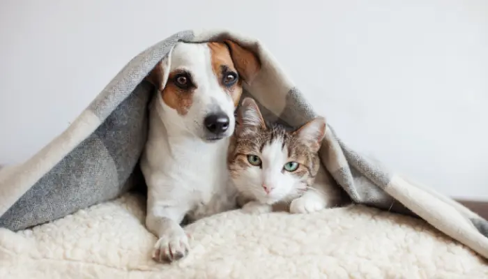 Pumpkin Pet Insurance Reviews: Is It Right for Your Pet?